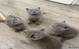 British Shorthair cats for sale:  Gorgeous  pedigree Bsh kittens Ready now  - Image 1