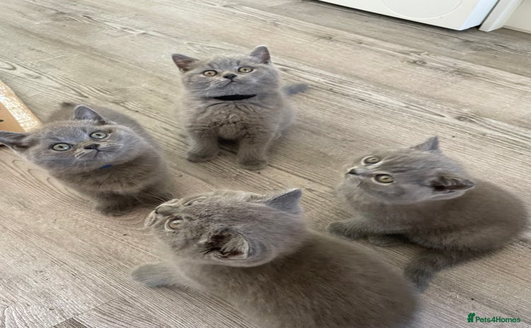 British Shorthair cats - Advert 15