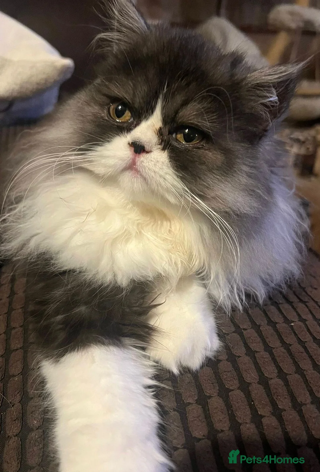 Persian cats for sale: Female Persian  - Advert 9