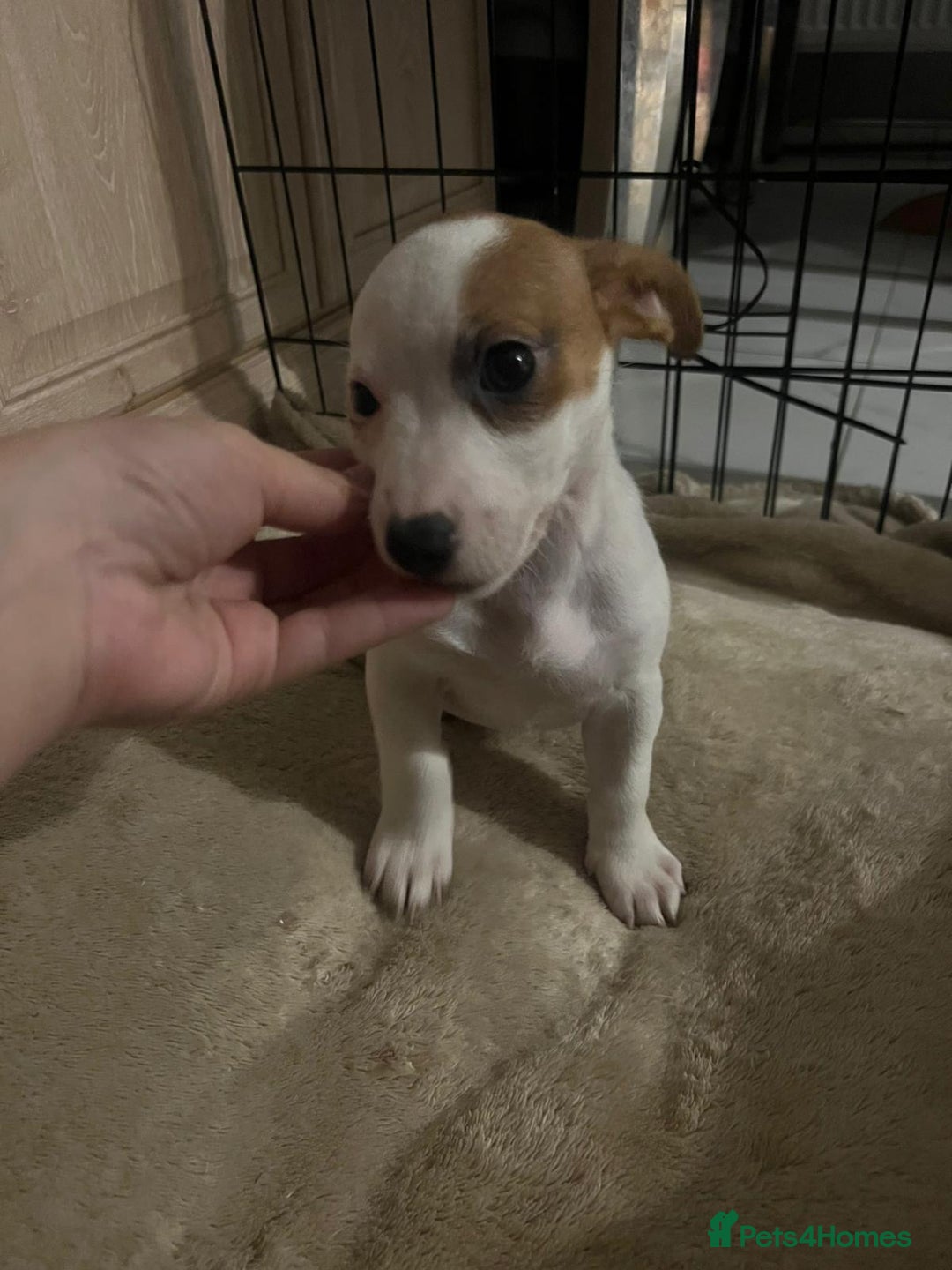Jack Russell dogs for sale: Ingars - Advert 7