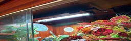 Leopard Gecko reptiles for sale: Leopard Gecko + Full Setup in Ipswich - Advert 5