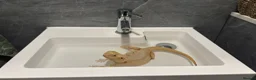 Bearded Dragon reptiles for sale: Healthy Male 4yo Zero Bearded Dragon - Advert 3