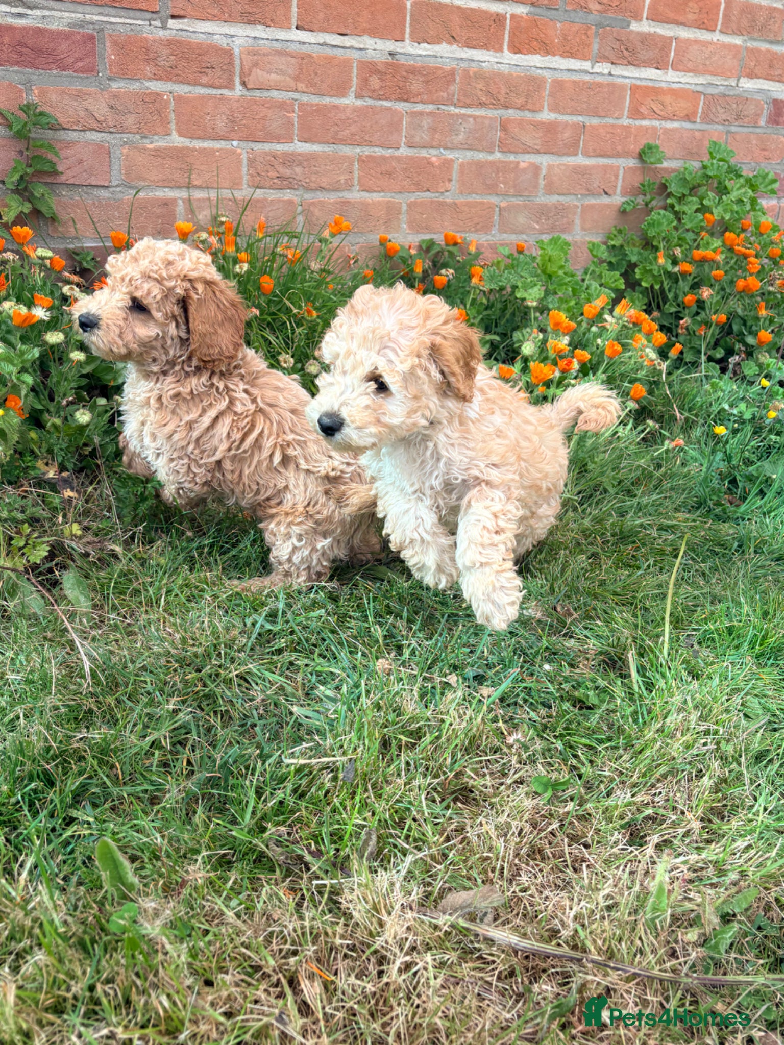 Cockapoo dogs F1B cockapoos ready for homes now one boy left - Advert 17