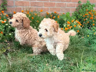 Cockapoo dogs F1B cockapoos ready for homes now one boy left - Advert 1