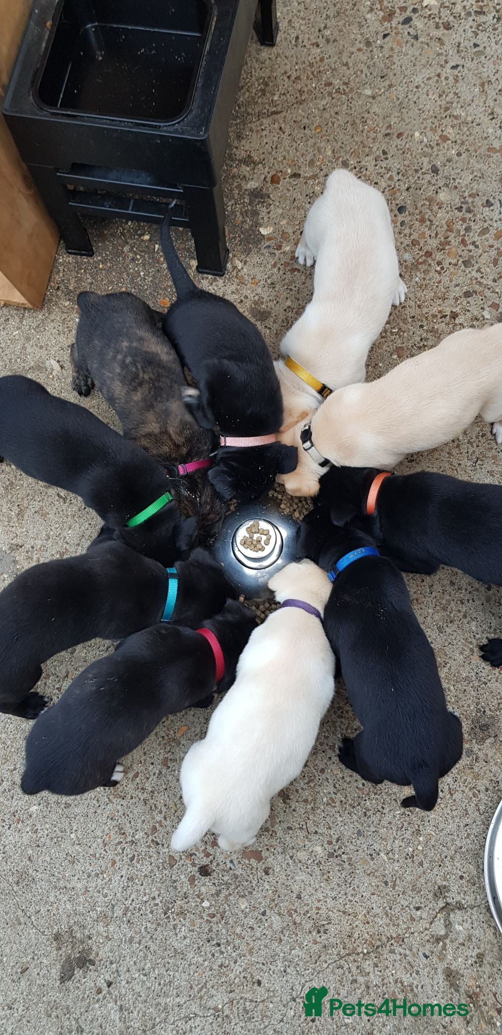 Mixed Breed dogs Beautiful Labrador x Lurcher puppies  - Advert 1