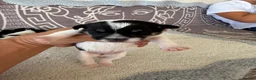 Jack Russell dogs for sale: Short legged Jack russells - Advert 8