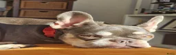 French Bulldog dogs for sale: Maple looking for a family home - Advert 2