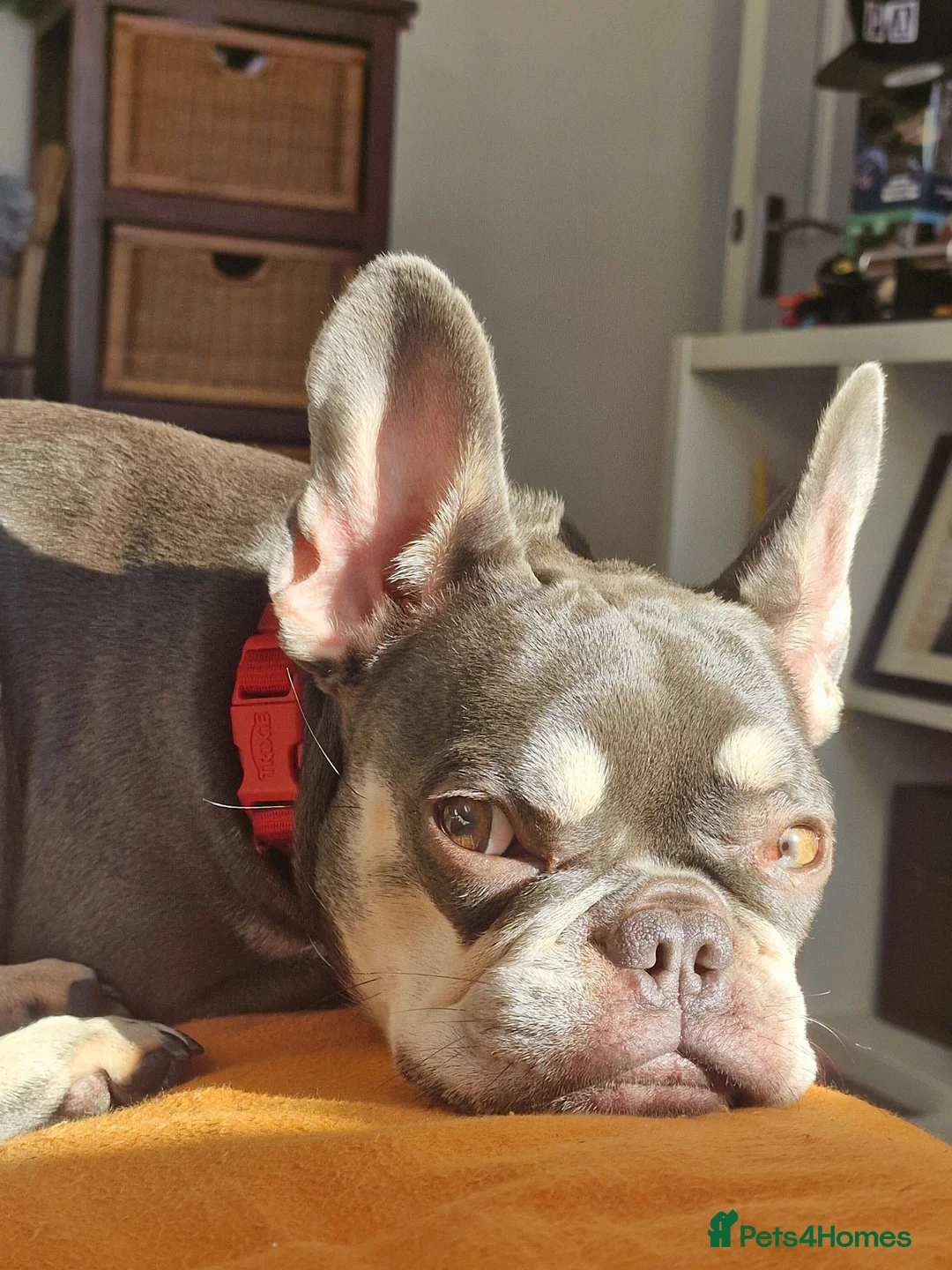 French Bulldog dogs for sale: Maple looking for a family home - Advert 2
