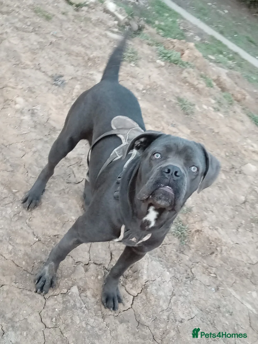 Cane Corso dogs for sale: Cane Corso - Advert 2