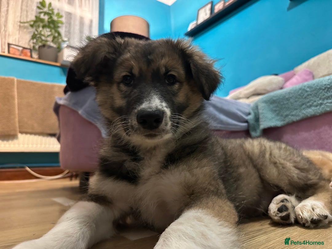 Mixed Breed dogs for sale: Gorgeous pups  - Advert 7