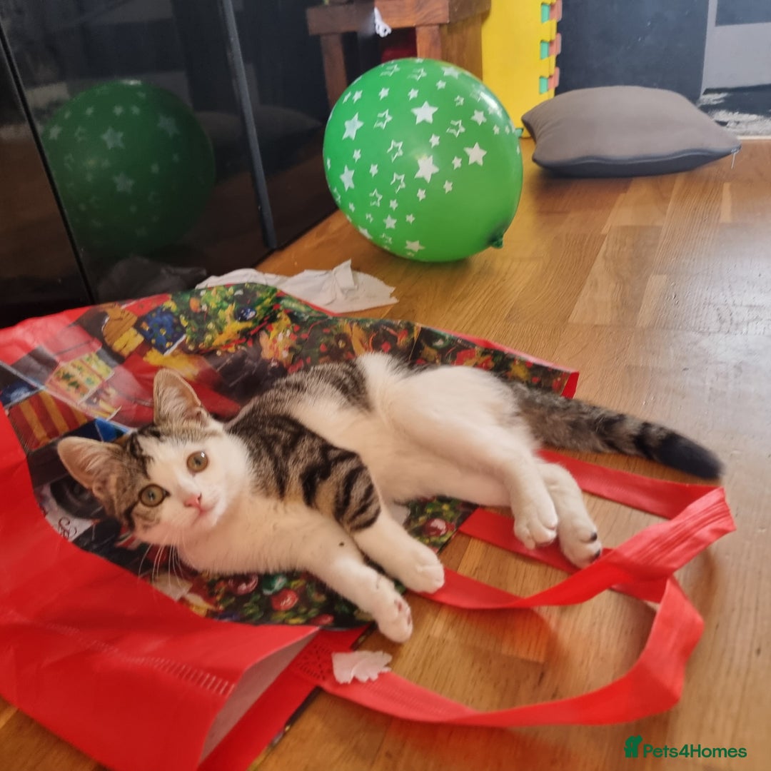 Mixed Breed cats for sale: 2 Beautiful Kittens For Sale !!! - Image 14