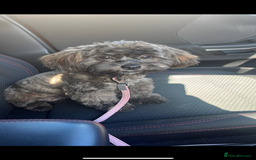 Shihpoo dogs for sale: ⭐️Shihpoo female⭐️ - Image 1