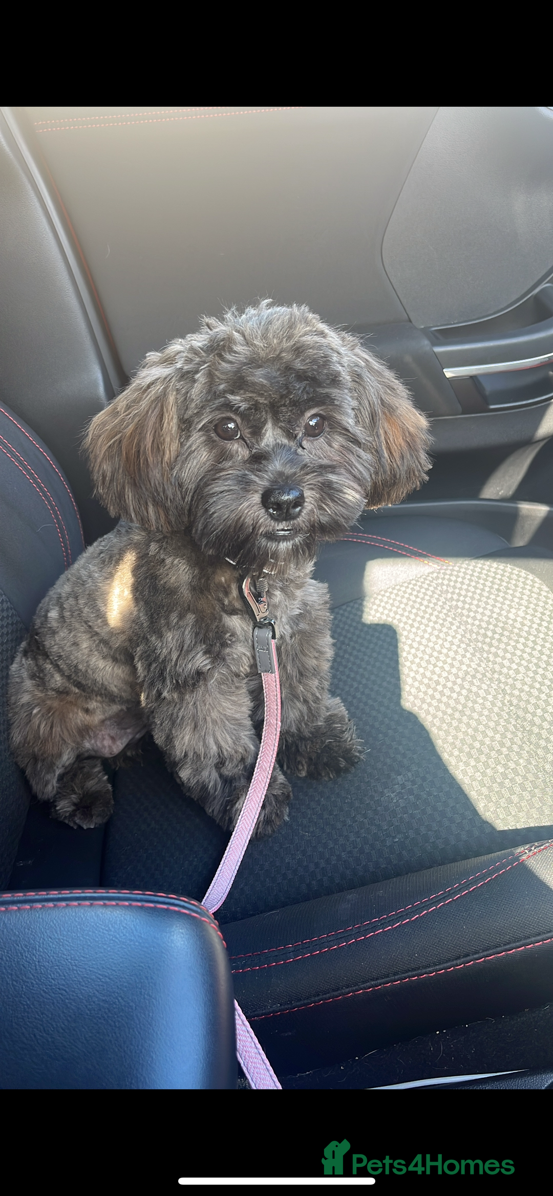 Shihpoo dogs for sale: ⭐️Shihpoo female⭐️ - Image 1