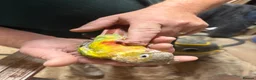 Conures birds for sale: Hand tame pineapple Conure - Advert 2