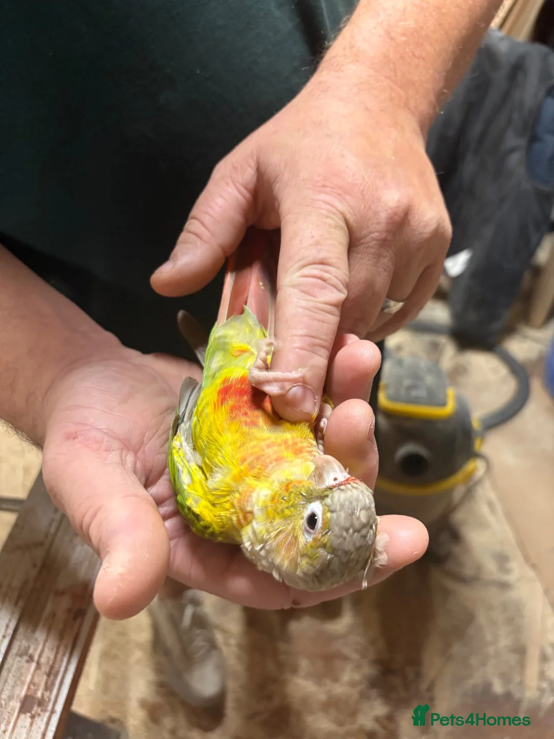 Conures birds for sale: Hand tame pineapple Conure - Advert 2