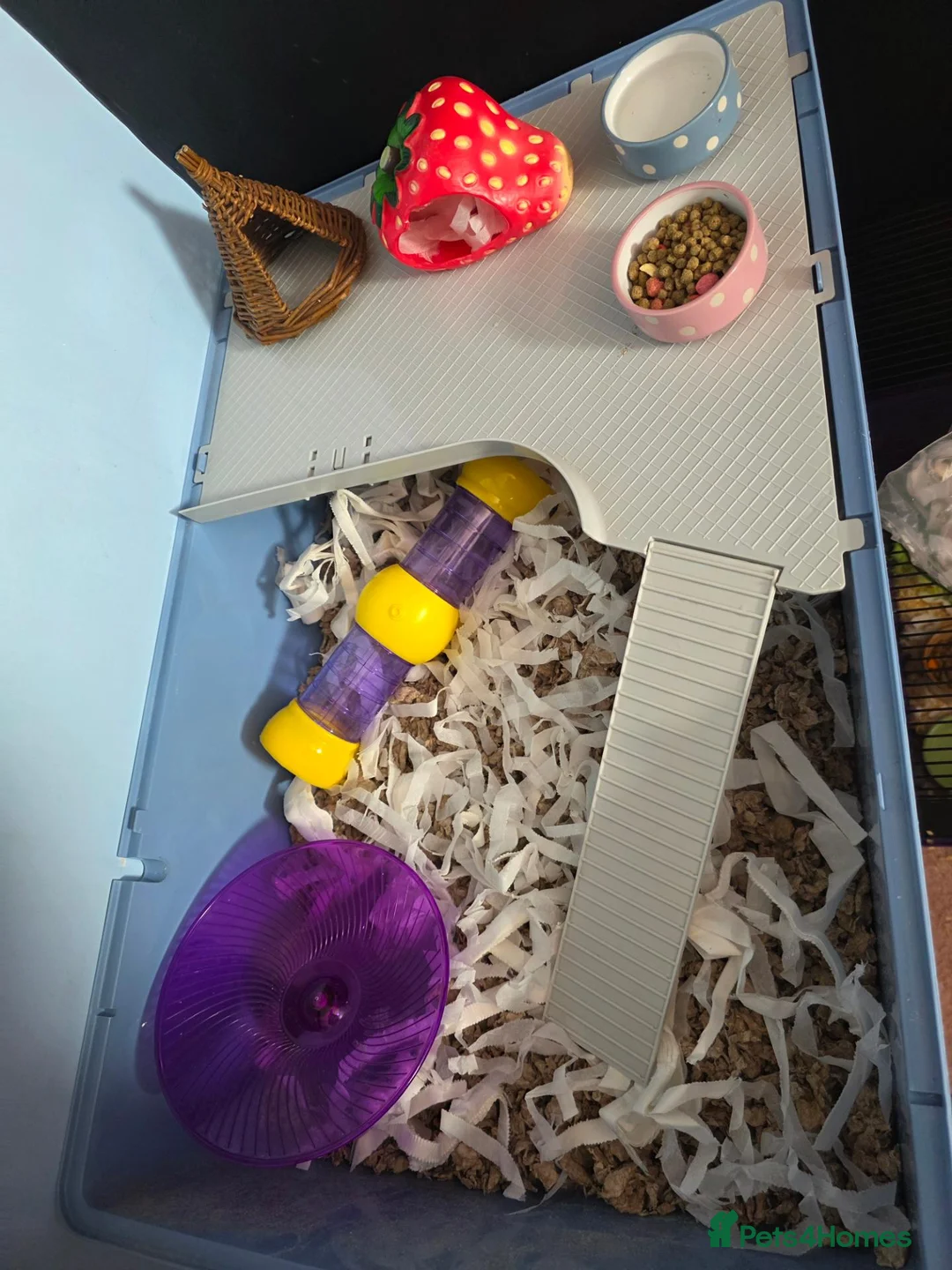 Hamster rodents for sale: Syrian female hamster  - Advert 8