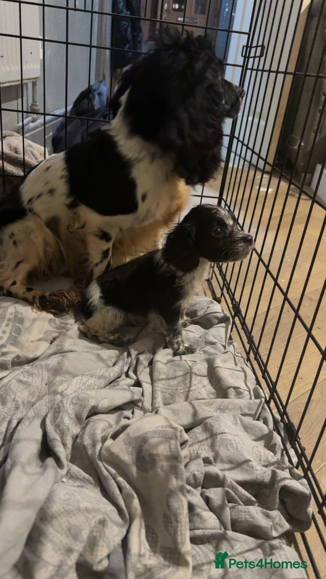 Cocker Spaniel dogs 1 little cocker spaniel boy - Advert 14