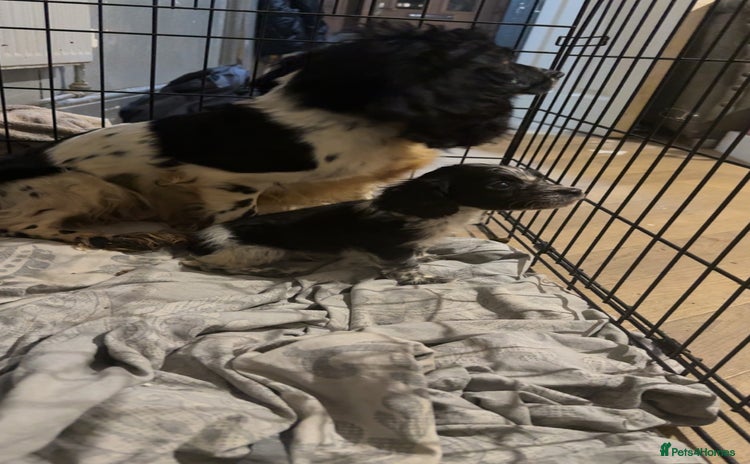 Cocker Spaniel dogs 1 little cocker spaniel boy - Advert 1