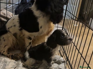 Cocker Spaniel dogs 1 little cocker spaniel boy - Advert 1