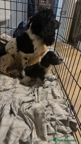 Cocker Spaniel dogs 1 little cocker spaniel boy - Advert 1