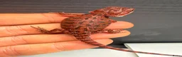 Bearded Dragon reptiles for sale: Stunning Baby Bearded Dragons – Monster x Spanish  - Advert 17