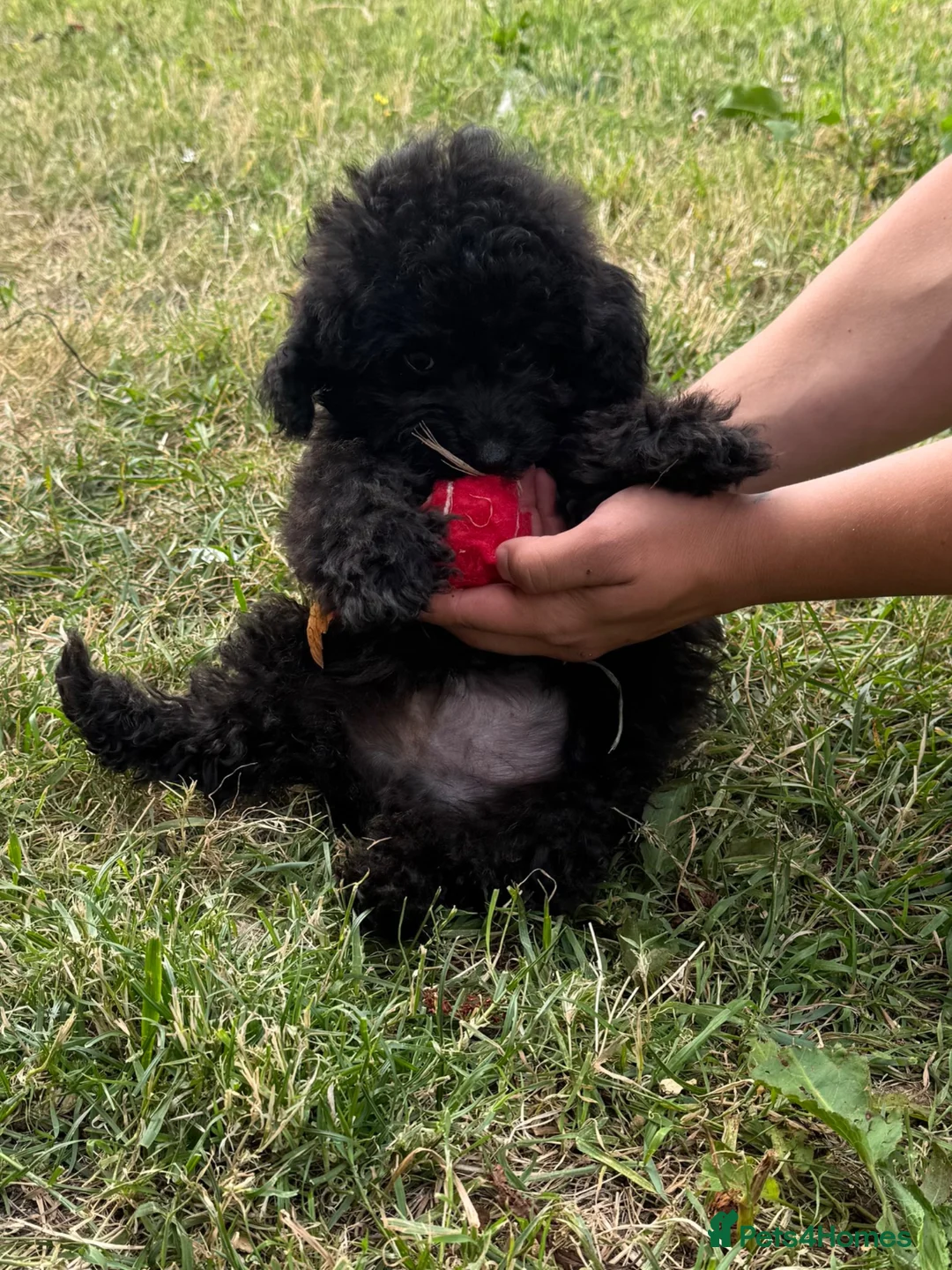 Toy Poodle dogs for sale: Last 2 Asian Toy Poodle Puppies – Ready Now ❤️ - Advert 2