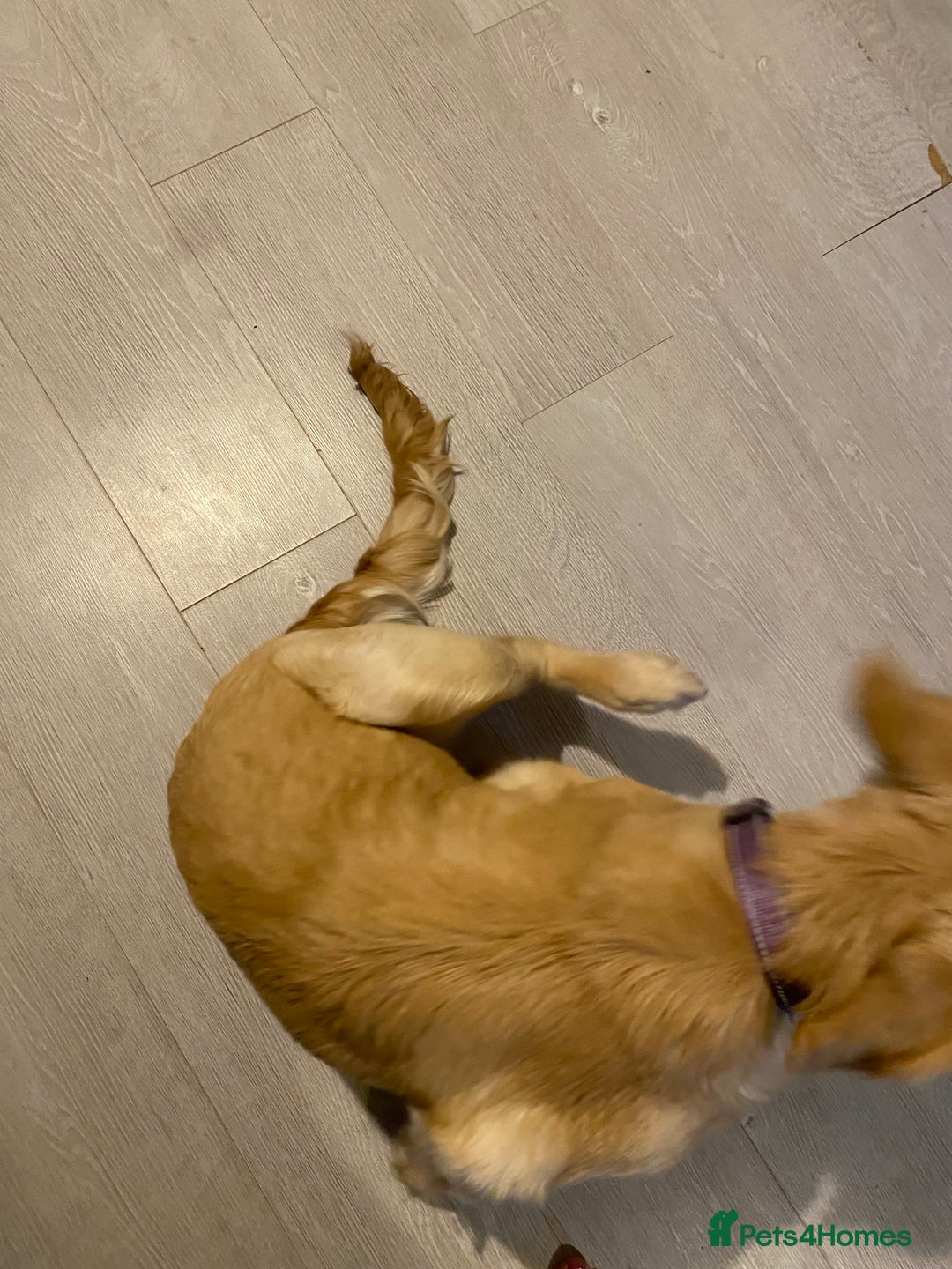 Golden Retriever dogs for sale: 6 month old golden retriever  - Advert 3