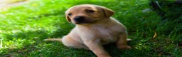 Labrador Retriever dogs for sale: Top Deep Red Quality Labrador Puppies KC Reg  - Advert 11