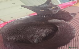 Mixed Breed cats for sale: Remy&simba need rehoming - Image 4