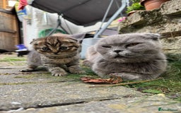 Scottish Fold cats for sale: Beautiful Scottish Fold & Straight Kittens - Image 7