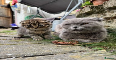 Scottish Fold cats - Advert 8