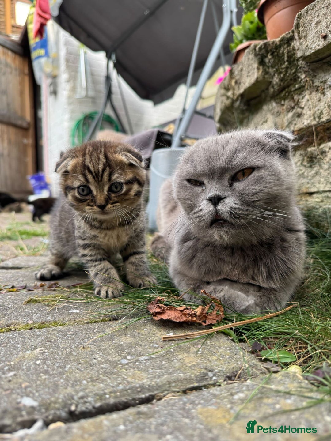 Scottish Fold cats for sale: Beautiful Scottish Fold & Straight Kittens - Image 7
