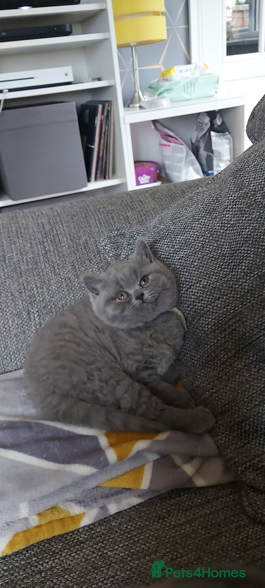 British Shorthair cats for sale: GCCF Registered British Shorthair  - Image 9