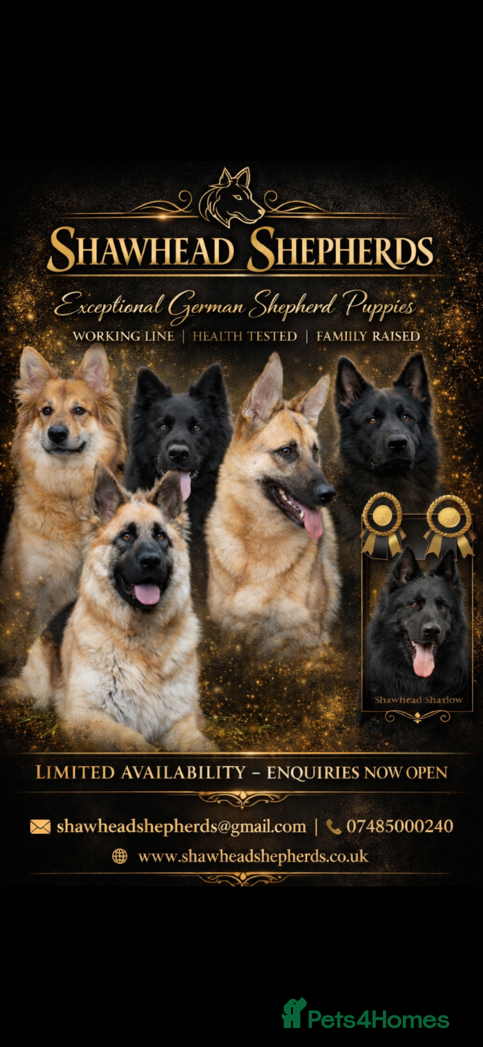 German Shepherd dogs Shawhead Shepherds  - Advert 1
