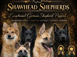 German Shepherd dogs Shawhead Shepherds - Advert 1