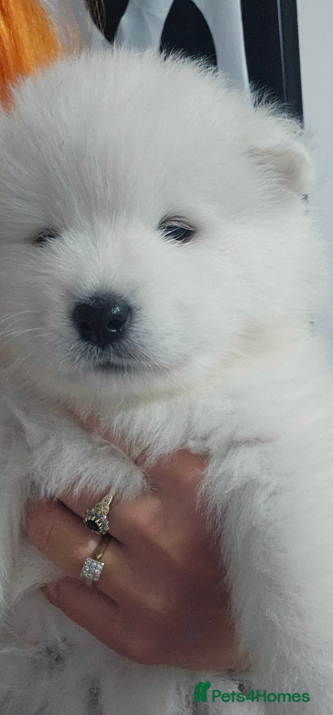 Samoyed dogs for sale: 2wonderful, purebred boys. (For therapy dogs) - Image 3