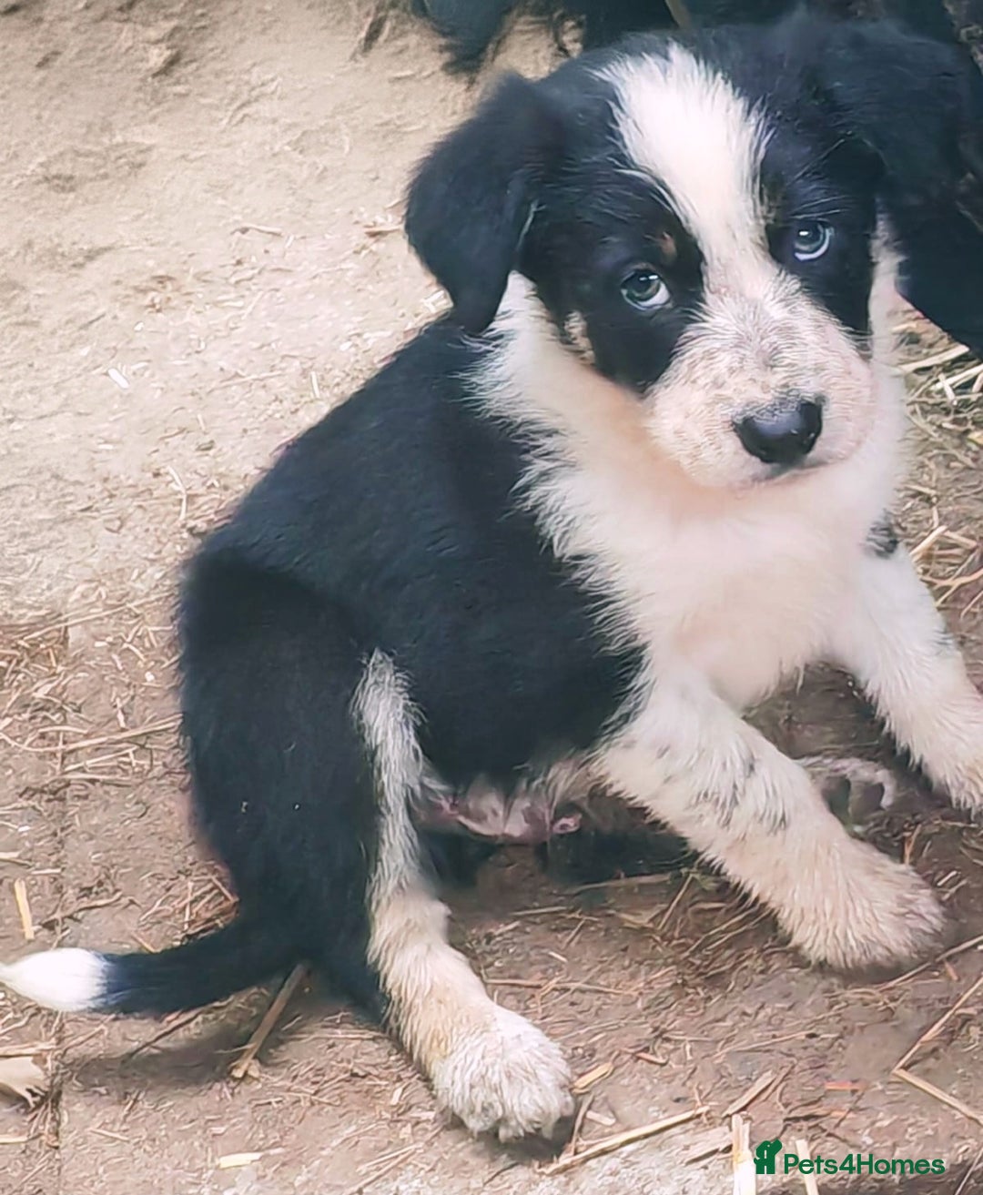Border Collie dogs for sale: Border collies - Image 4