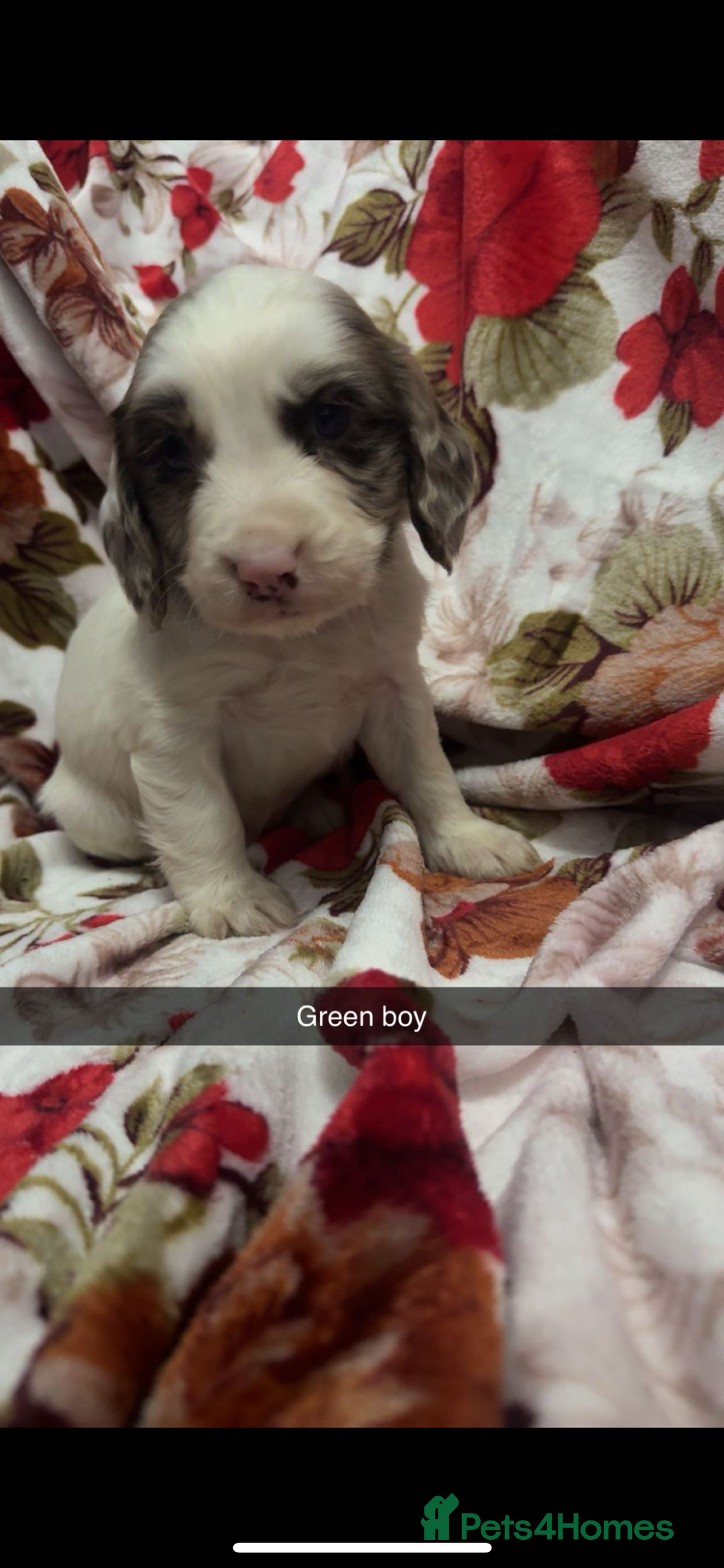 Cocker Spaniel dogs for sale: 5 stunning cocker spaniel babies! - Image 2