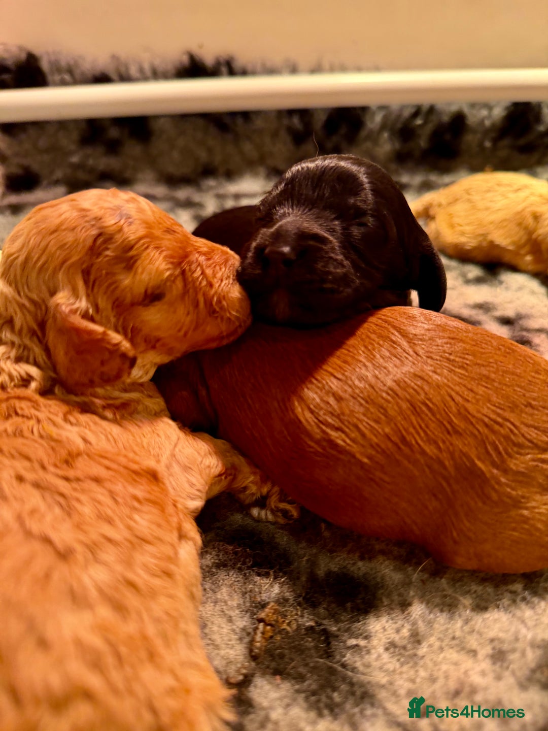 Cavapoo dogs for sale: Top quality F1 Cavapoo puppies - Advert 7