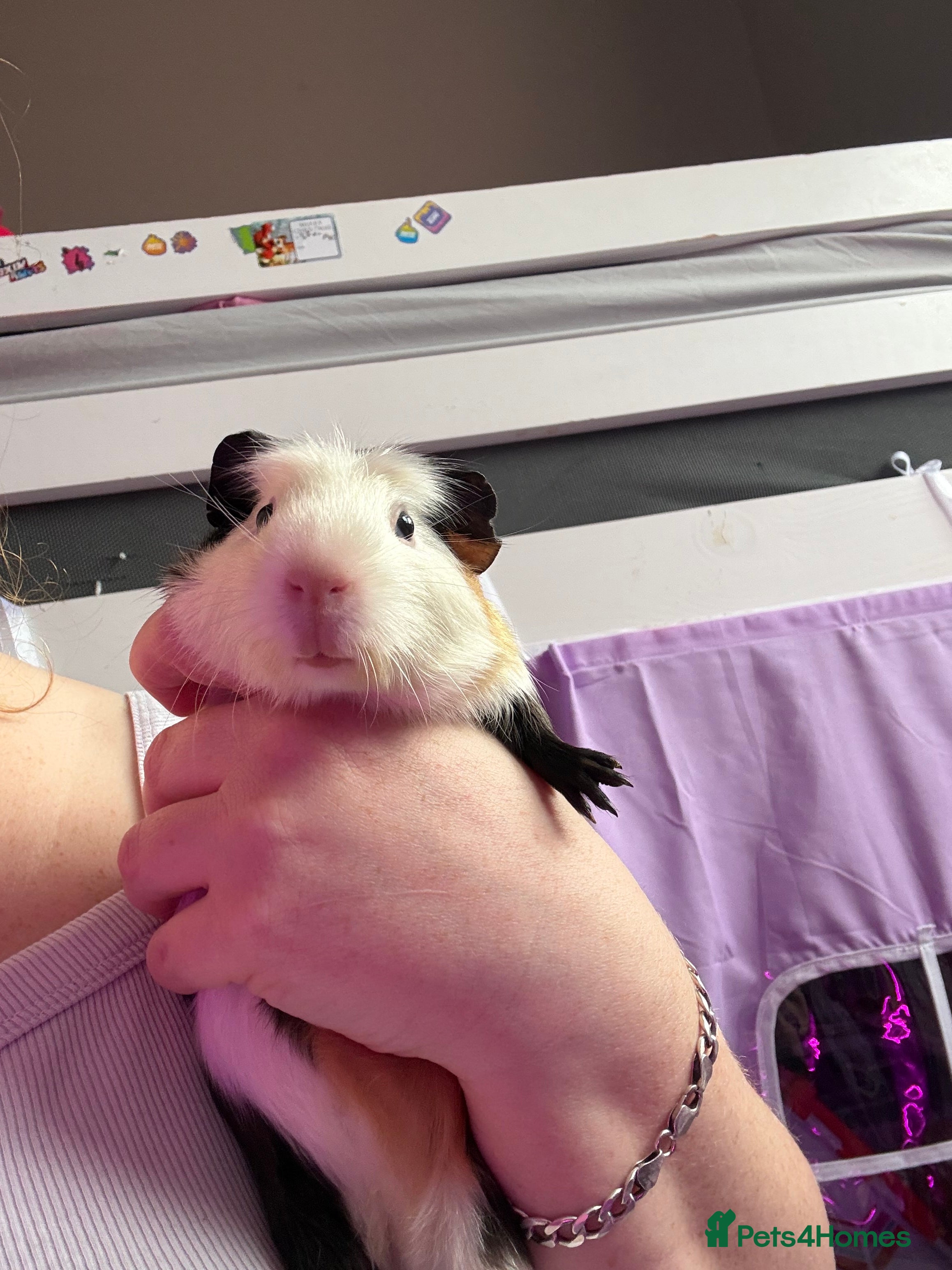Guinea Pig rodents Male piggie for sale  - Advert 1