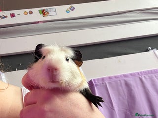 Guinea Pig rodents Male piggie for sale - Advert 1