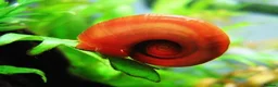 Snails invertebrates for sale: Red Ramshorn  in Stoke-on-Trent - Advert 1