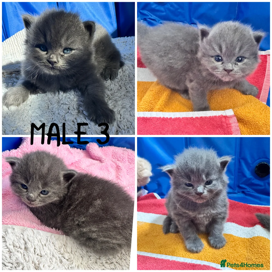 Maine Coon cats for sale: MAGICAL MAINE COON KITTENS - Advert 2