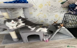 British Shorthair cats for sale: British short hair x tabby kittens  - Image 1