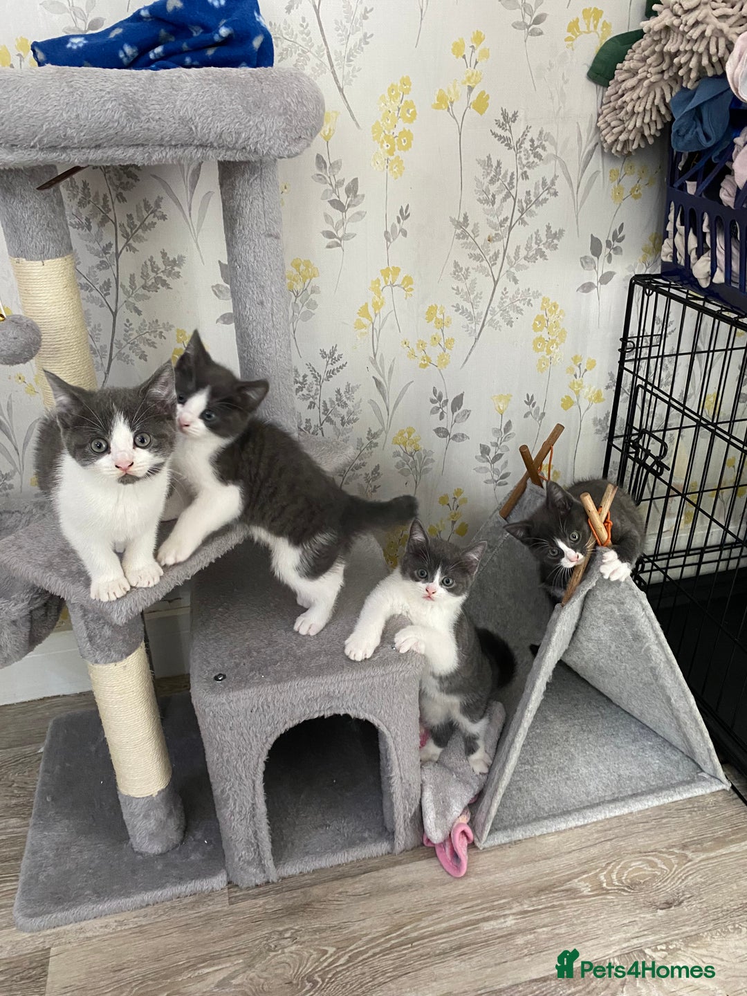 British Shorthair cats for sale: British short hair x tabby kittens  - Image 1