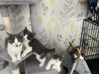 British Shorthair cats - Advert 1
