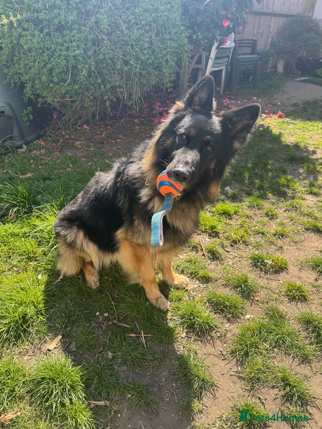 German Shepherd dogs for stud: Family German Shepherd Stud London - Advert 2