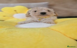 Mixed Breed dogs for sale: Maltipoo puppies  - Image 15