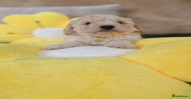Mixed Breed dogs - Advert 7