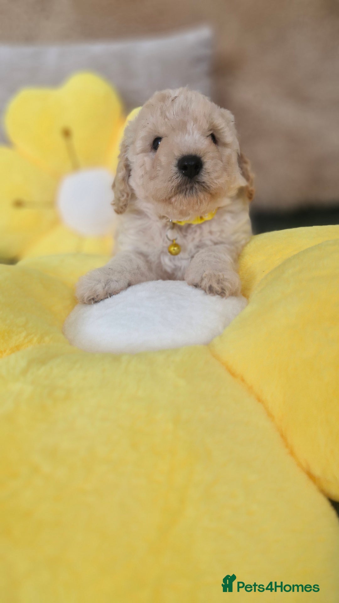 Mixed Breed dogs for sale: Maltipoo puppies  - Image 15